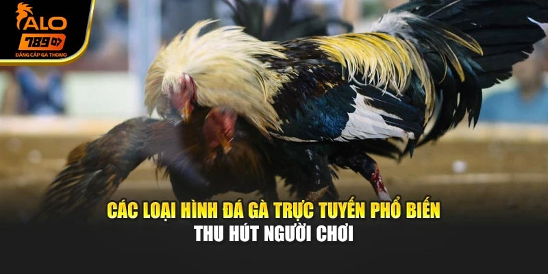 Các loại hình đá gà trực tuyến phổ biến thu hút người chơi
