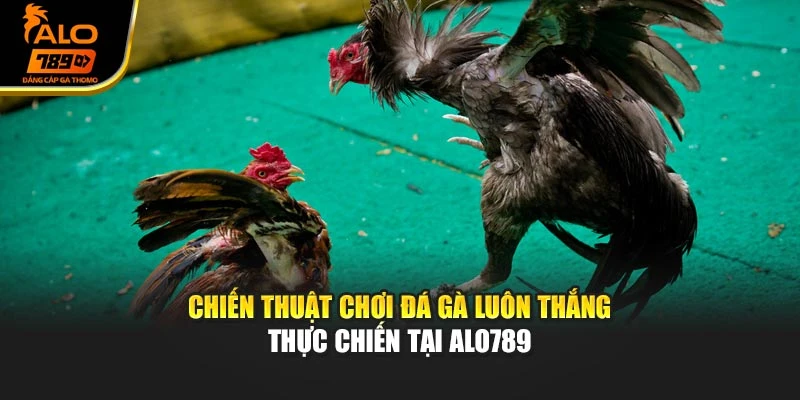 Chiến Thuật Chơi Đá Gà Luôn Thắng – Thực Chiến Tại Alo789