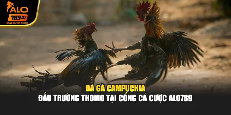 Đá Gà Campuchia – Đấu Trường Thomo Tại Cổng Cá Cược Alo789