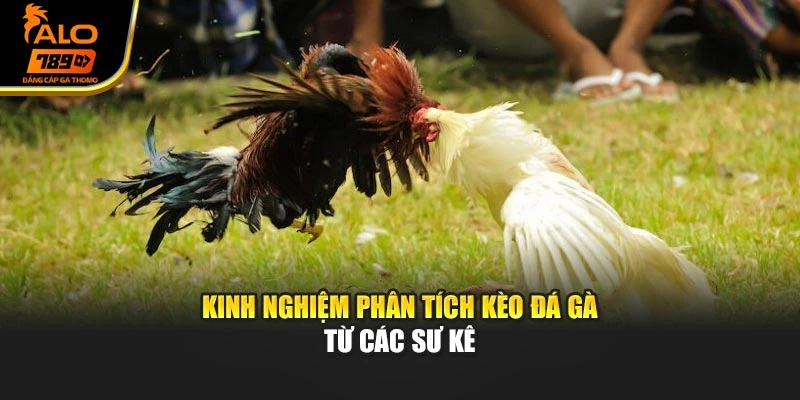 Kinh nghiệm phân tích kèo đá gà từ các sư kê