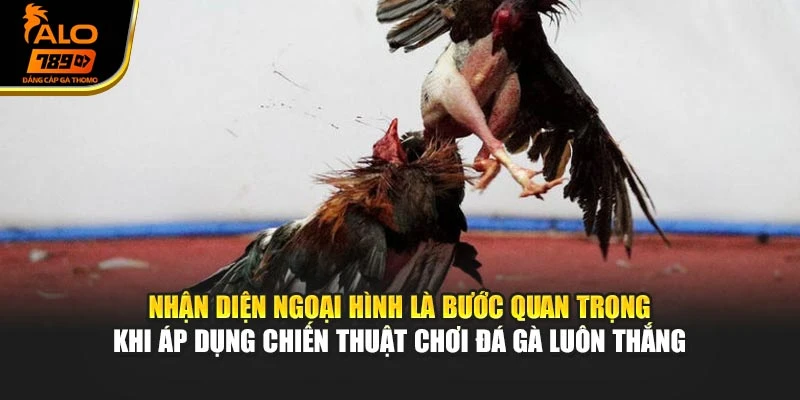 Nhận diện ngoại hình là bước quan trọng khi áp dụng chiến thuật chơi đá gà luôn thắng