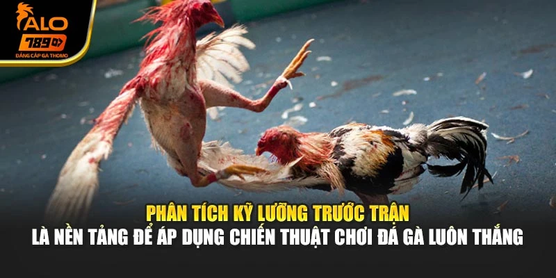 Phân tích kỹ lưỡng trước trận là nền tảng để áp dụng chiến thuật chơi đá gà luôn thắng