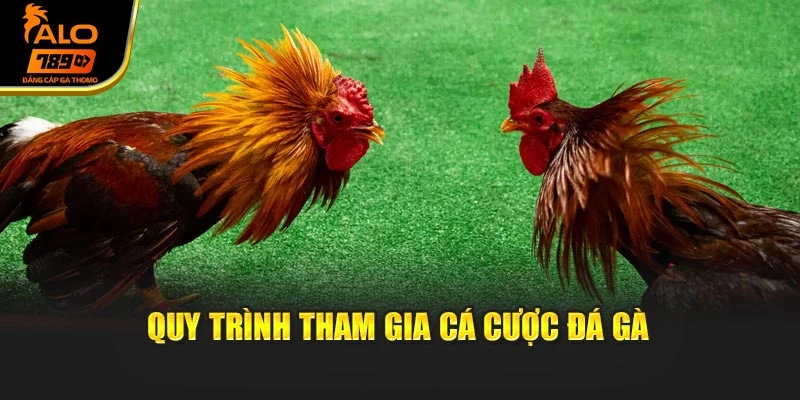 Quy trình tham gia cá cược đá gà