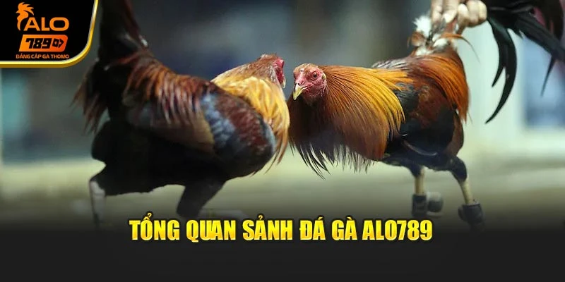 Tổng quan sảnh đá gà Alo789