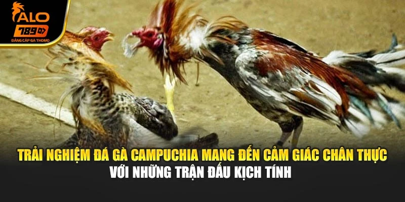 Trải nghiệm đá gà Campuchia mang đến cảm giác chân thực với những trận đấu kịch tính